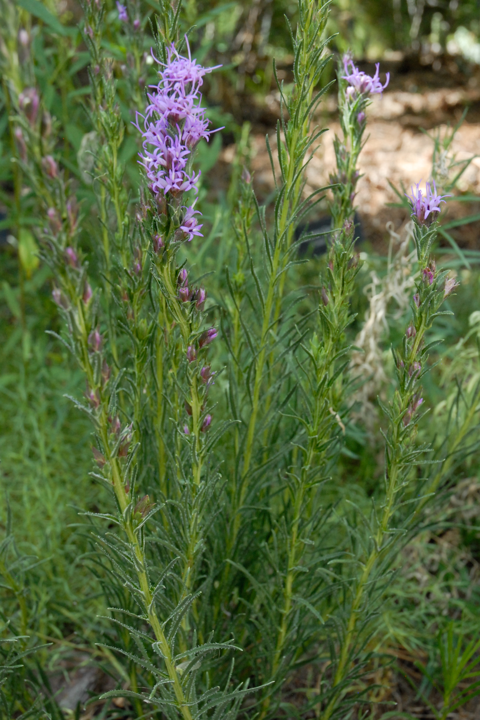 Dotted Blazing Star